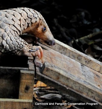 Releasing pangolins in Vietnam