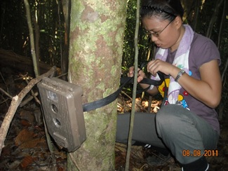Ecology of the Sunda pangolin in Sabah, Malaysia