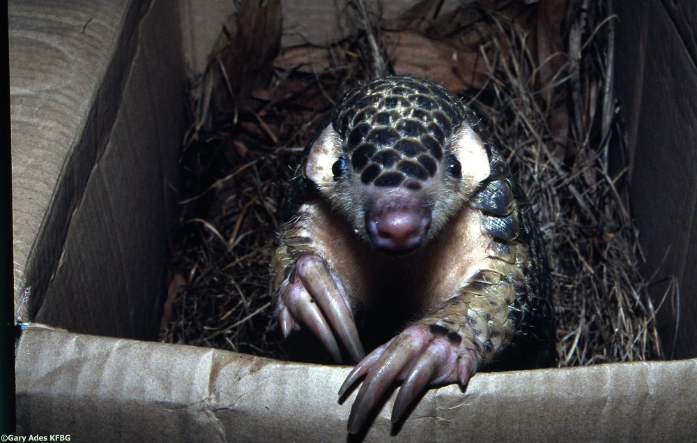 Ecology, genetics and conservation of pangolins
