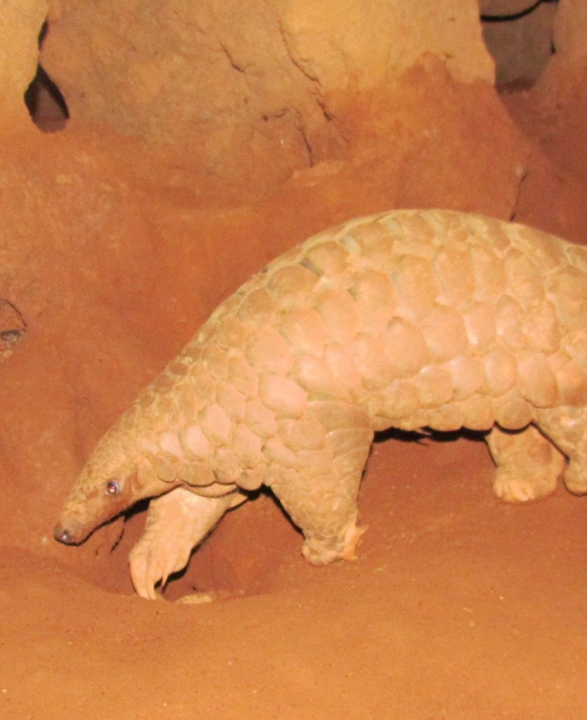 Indian pangolins in captivity