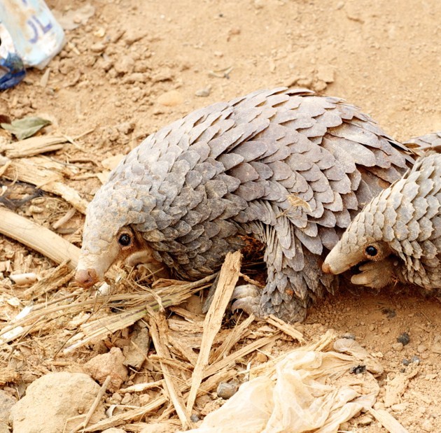 Pangolins in Angolan bushmeat markets