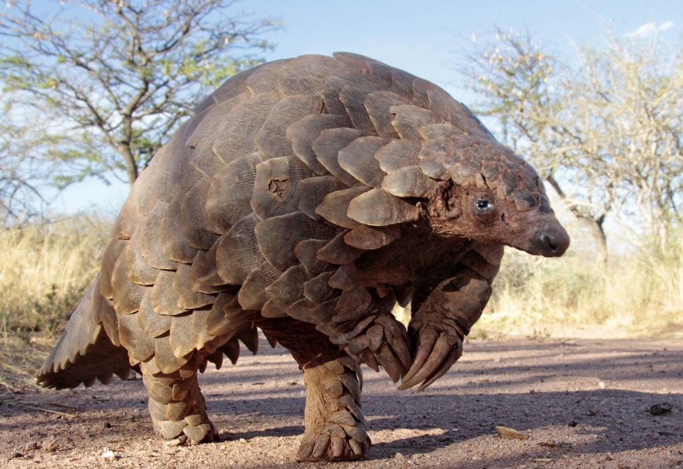 ‘Scaling Up Pangolin Conservation’ Action Plan launched as all pangolins now threatened with extinction