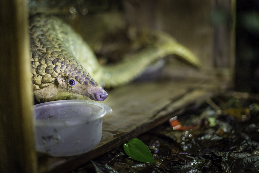 Sunda pangolin (Manis javanica)