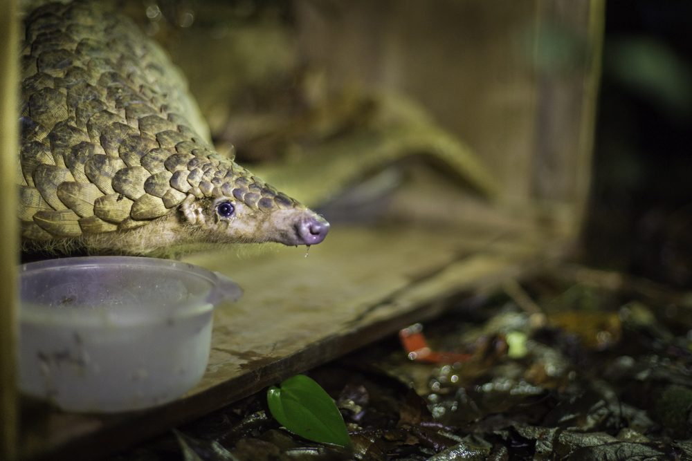 Sunda pangolin (Manis javanica)