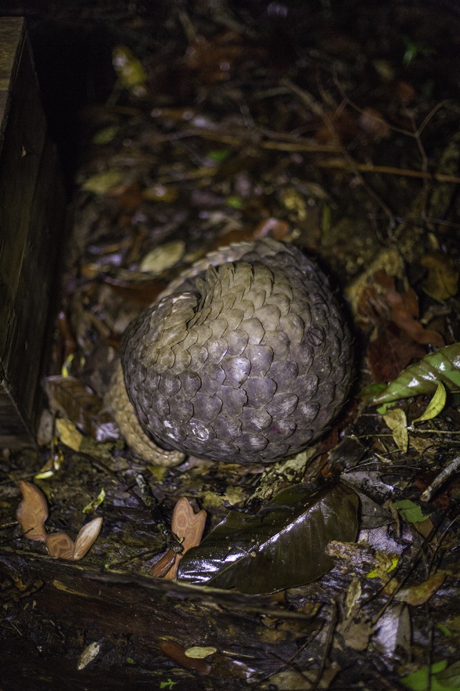 Sunda pangolin (Manis javanica)