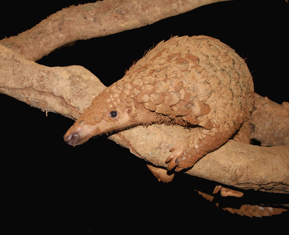 Sunda pangolin (Manis javanica)