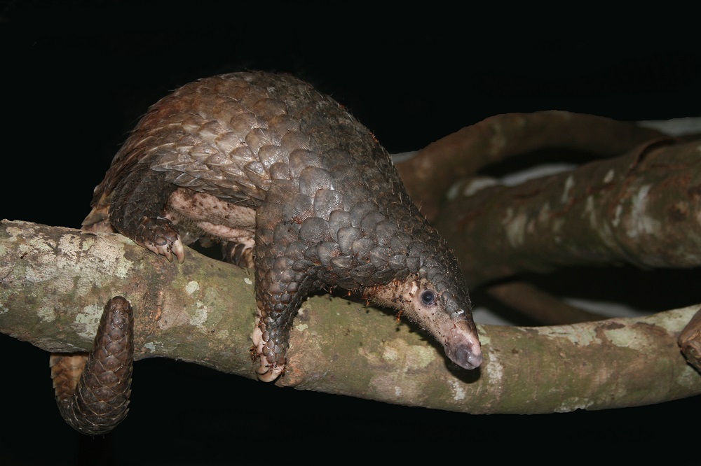 Sunda pangolin (Manis javanica)