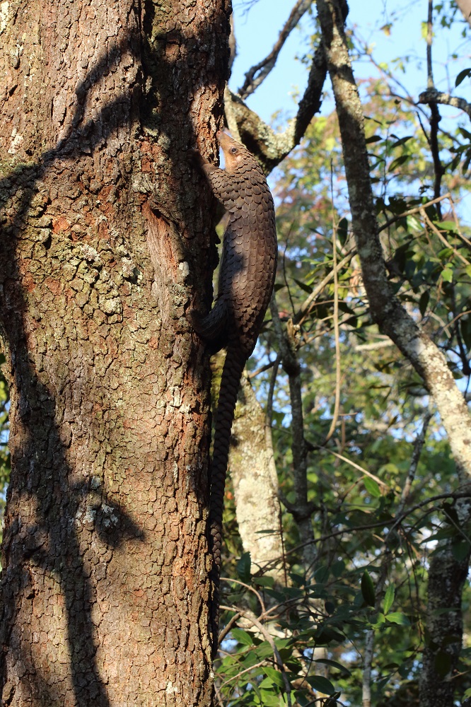 White-bellied pangolin (Phataginus tricuspis)