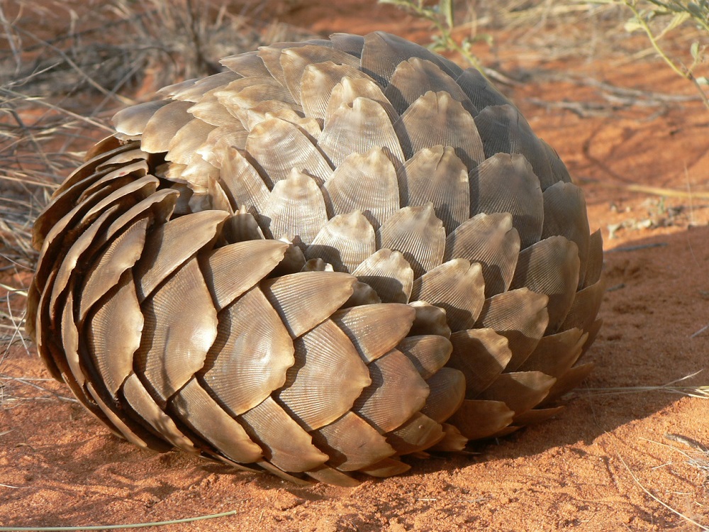 Pangolin research and conservation in Africa