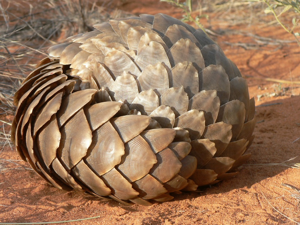 Temminck’s pangolin (Smutsia temminckii)