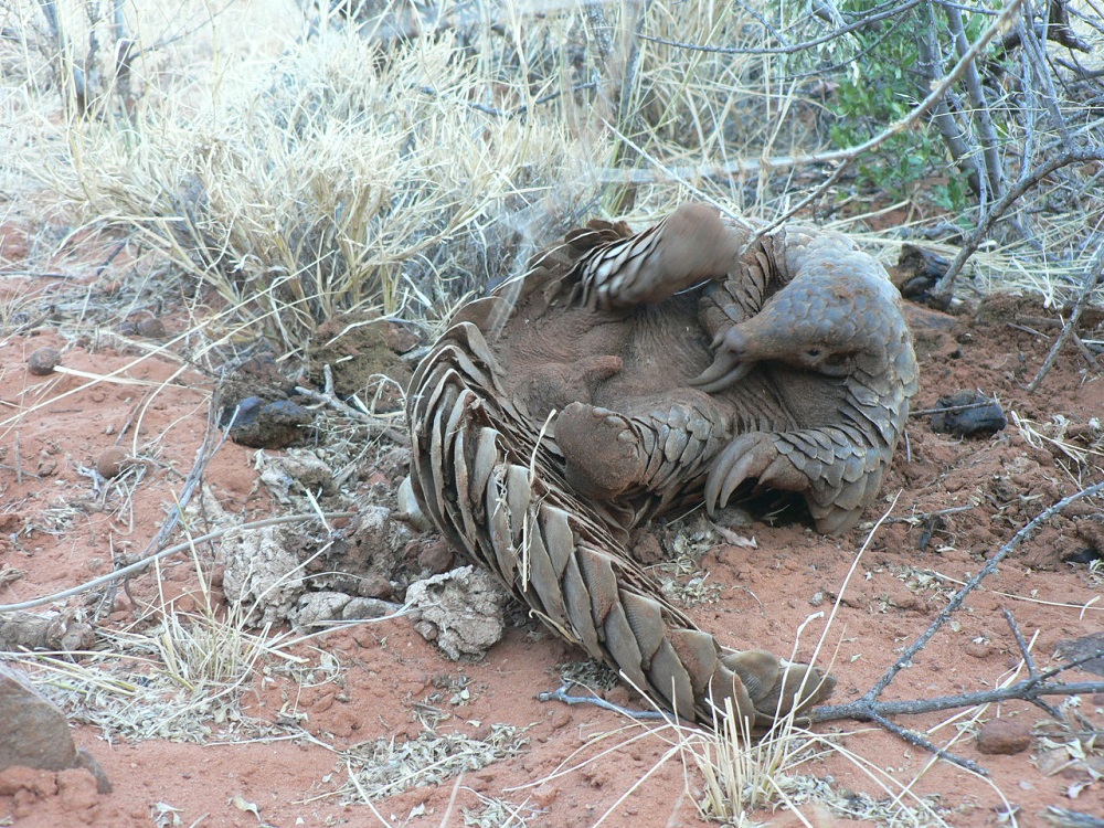 Temminck’s pangolin (Smutsia temminckii)