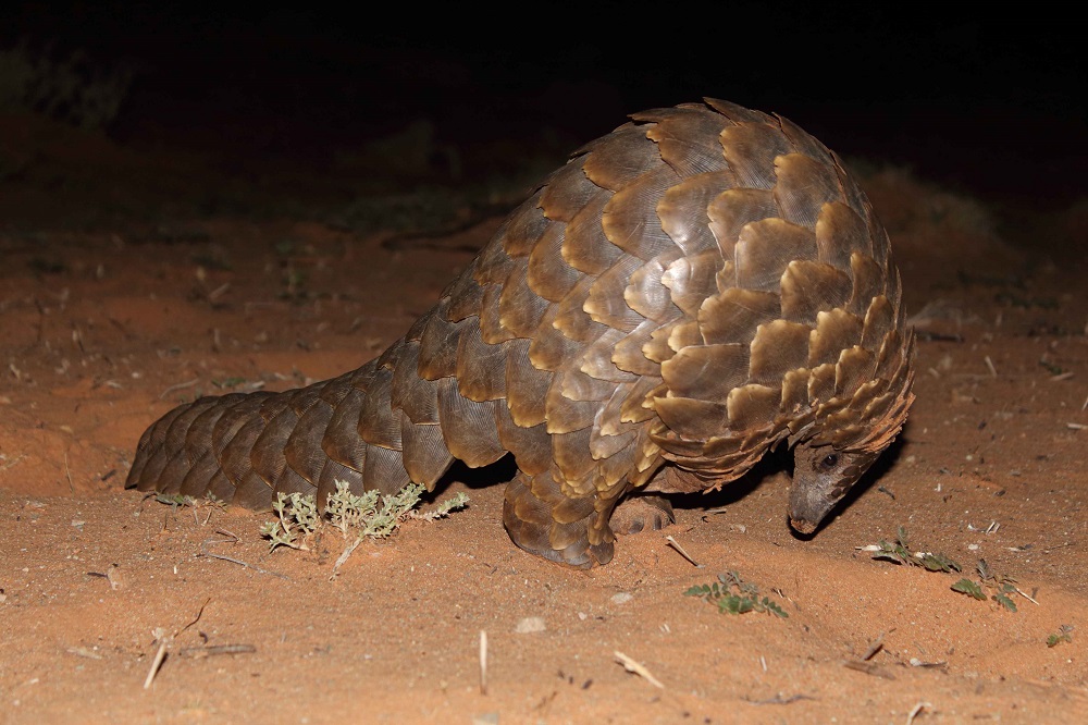 Temminck’s pangolin (Smutsia temminckii)