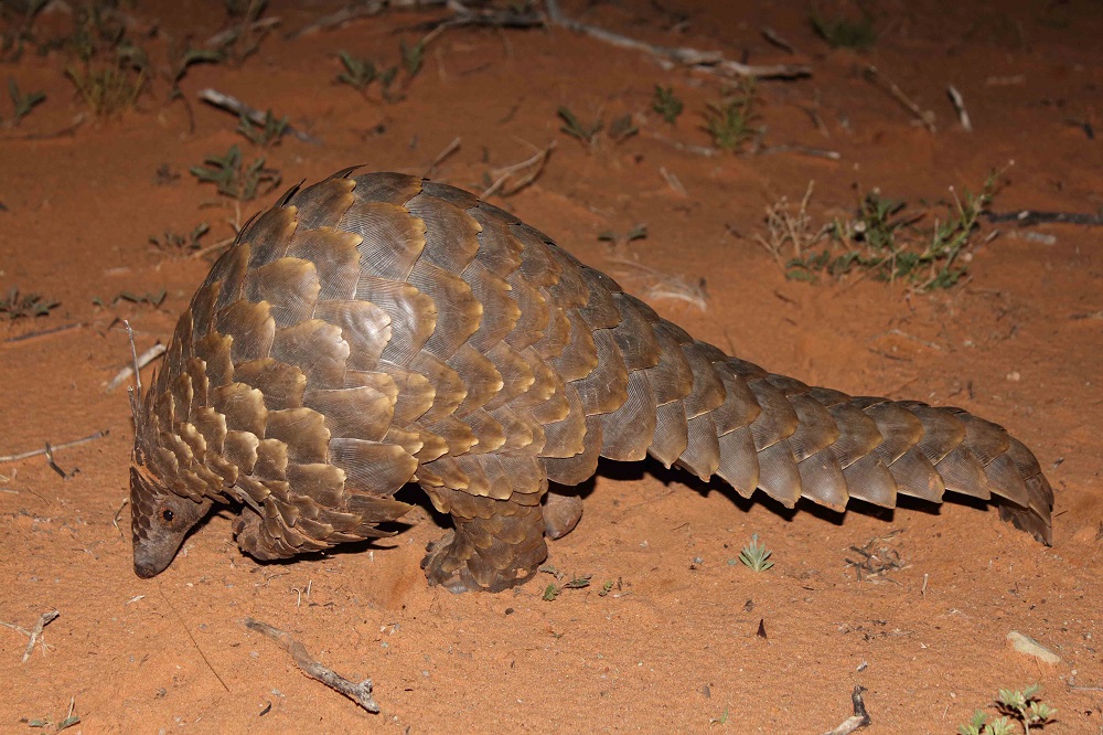 Temminck’s pangolin (Smutsia temminckii)