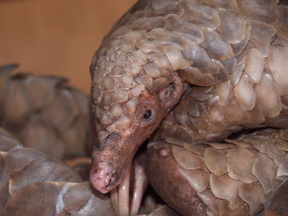 Temminck’s pangolin (Smutsia temminckii)