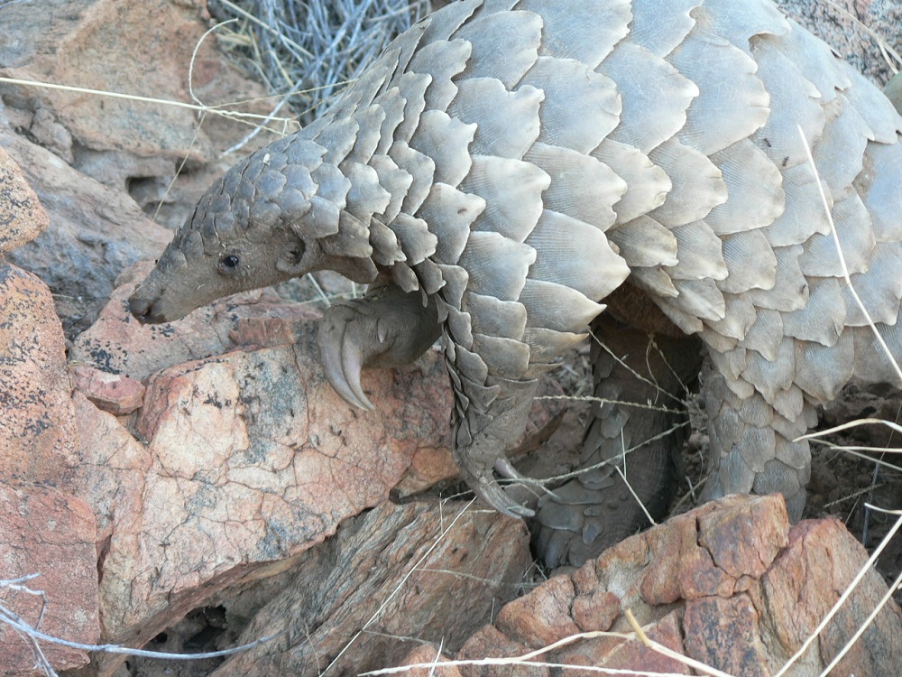 Temminck’s pangolin (Smutsia temminckii)