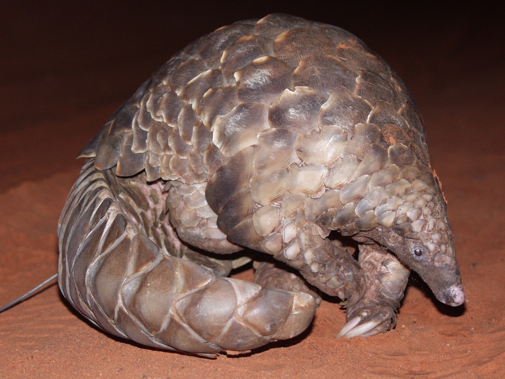 Temminck’s pangolin (Smutsia temminckii)