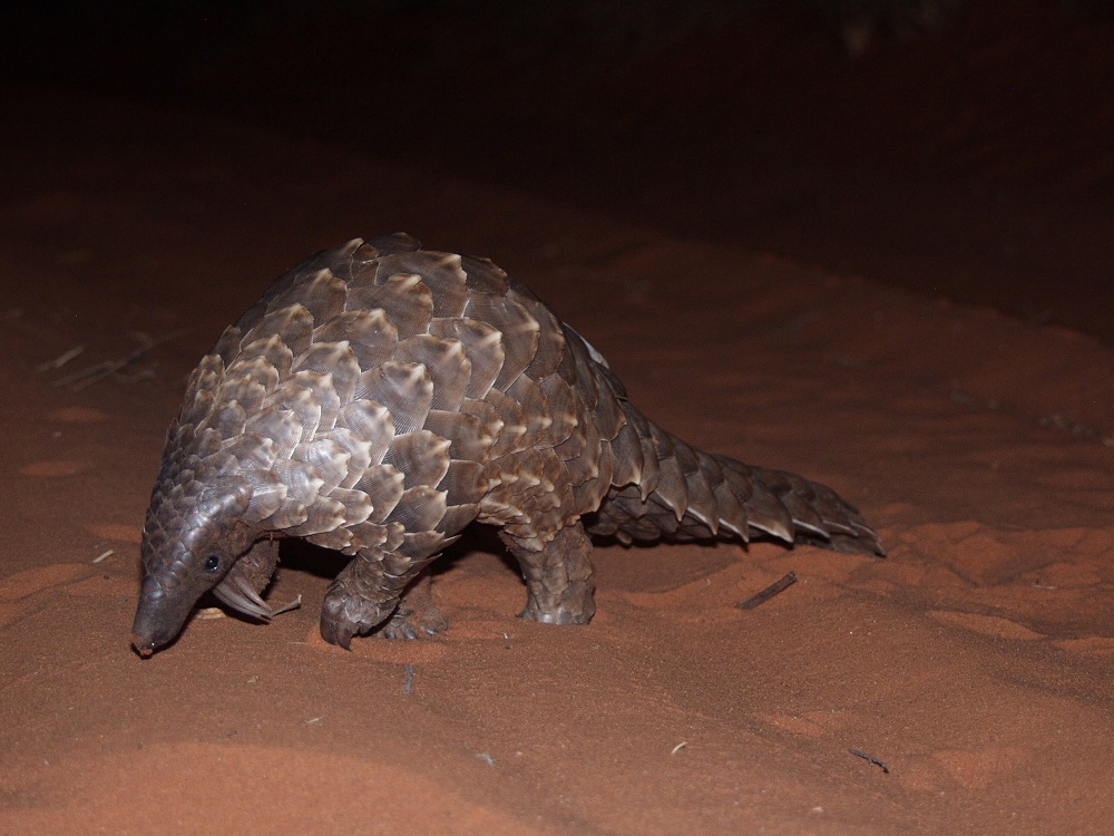 Temminck’s pangolin (Smutsia temminckii)