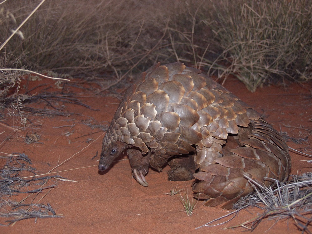 Temminck’s pangolin (Smutsia temminckii)