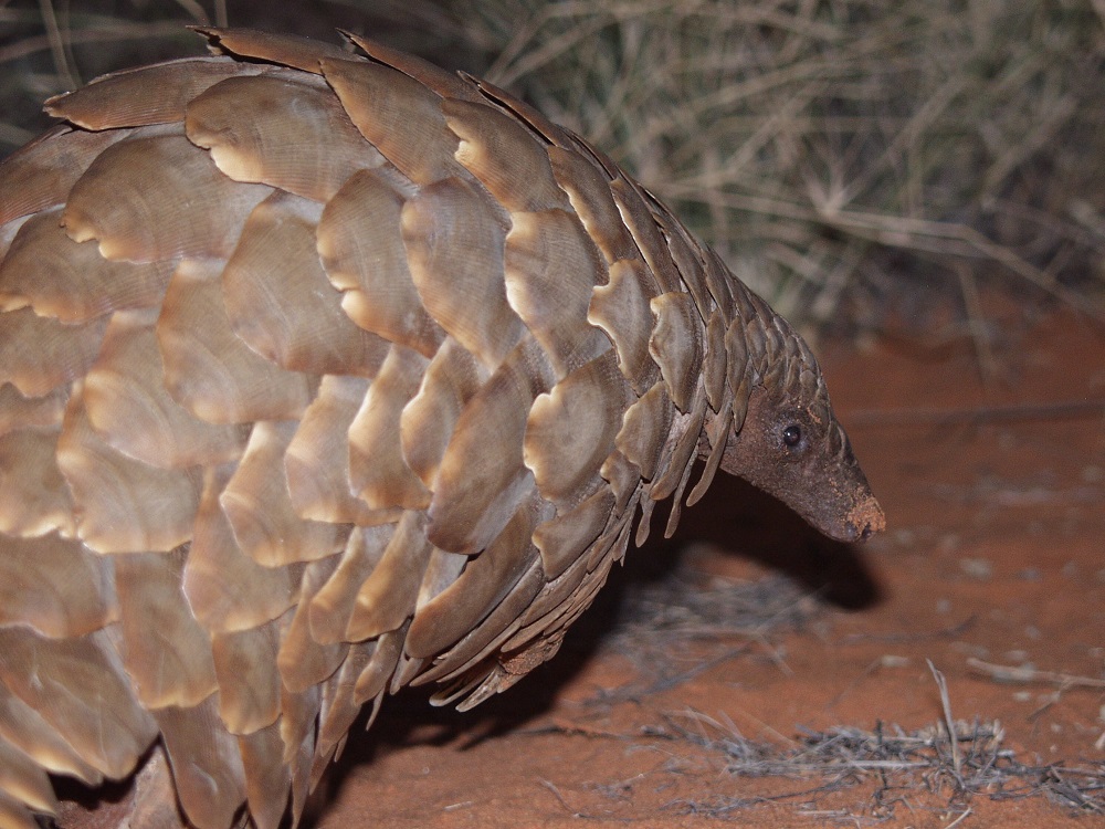 Temminck’s pangolin (Smutsia temminckii)