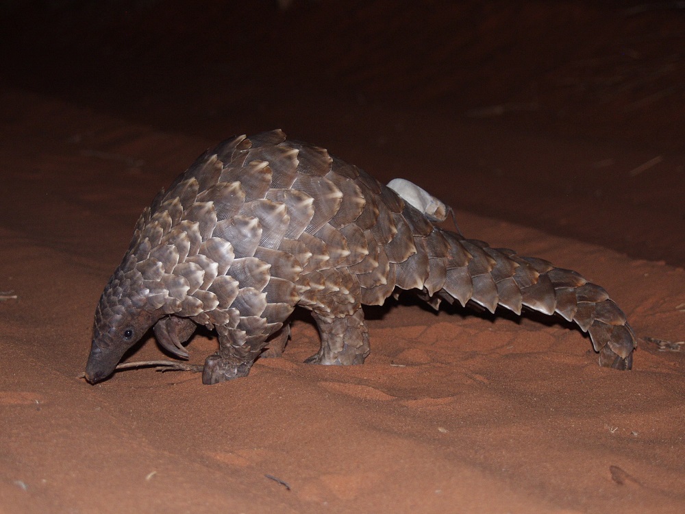 Temminck’s pangolin (Smutsia temminckii)