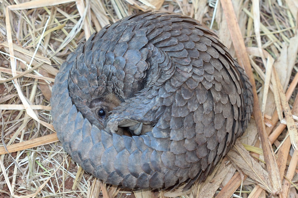 White-bellied pangolin (Phataginus tricuspis)