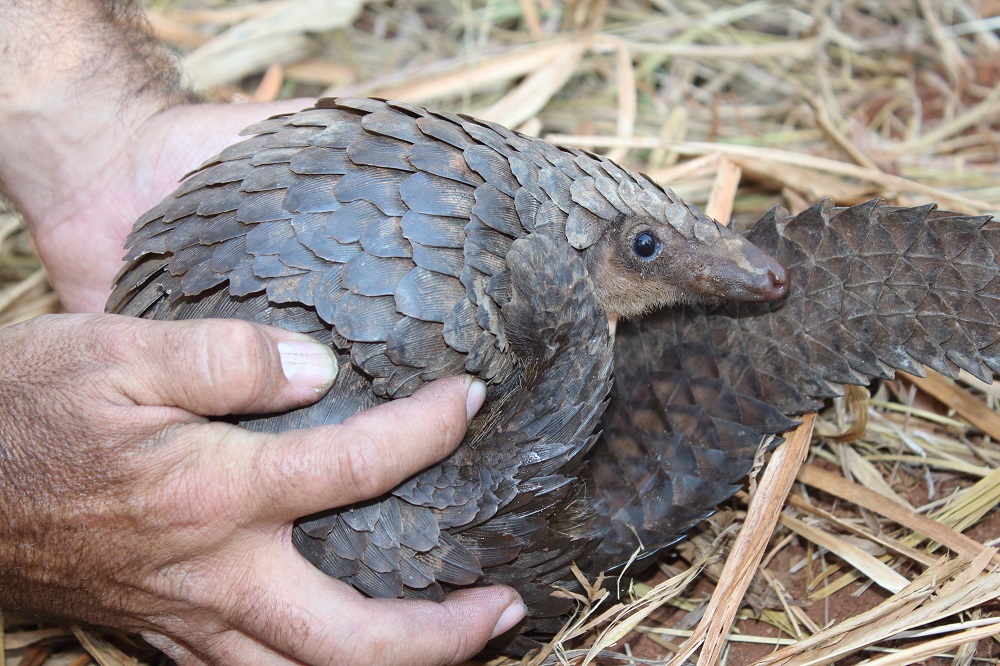 White-bellied pangolin (Phataginus tricuspis)