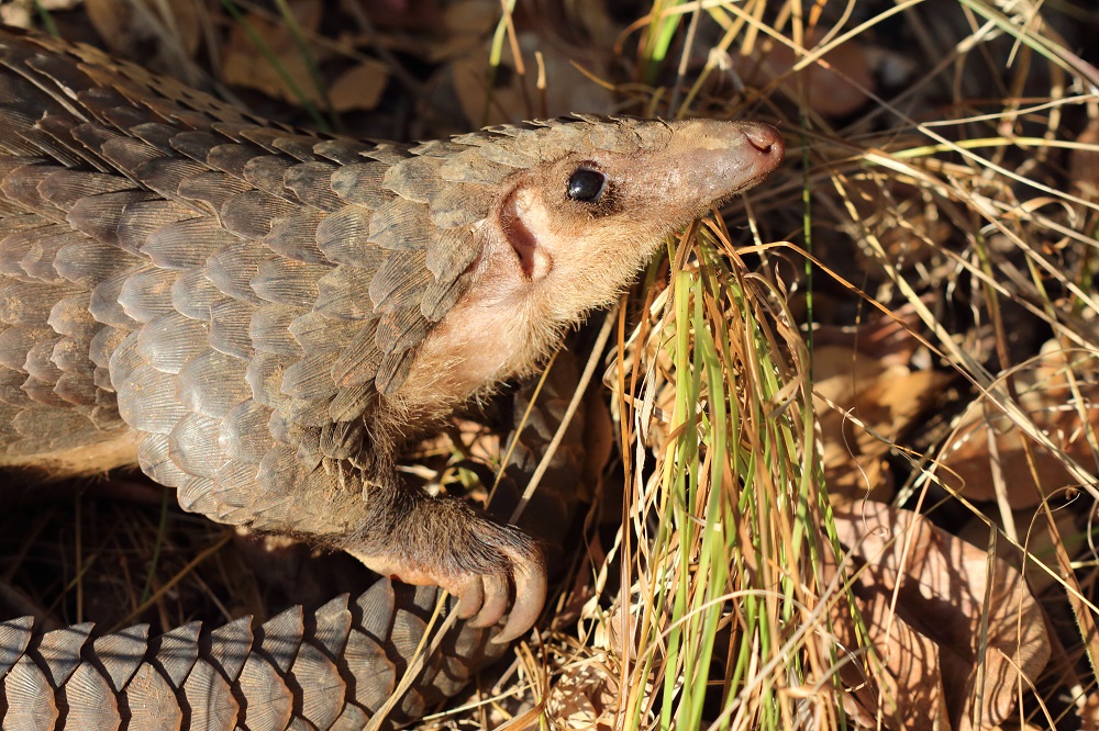 White-bellied pangolin (Phataginus tricuspis)