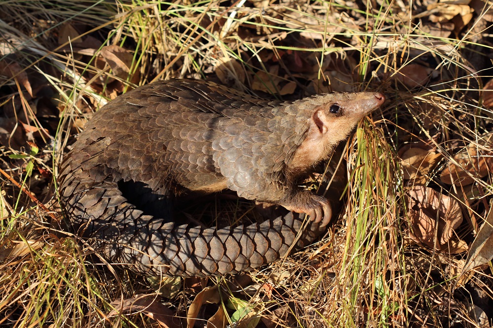 White-bellied pangolin (Phataginus tricuspis)