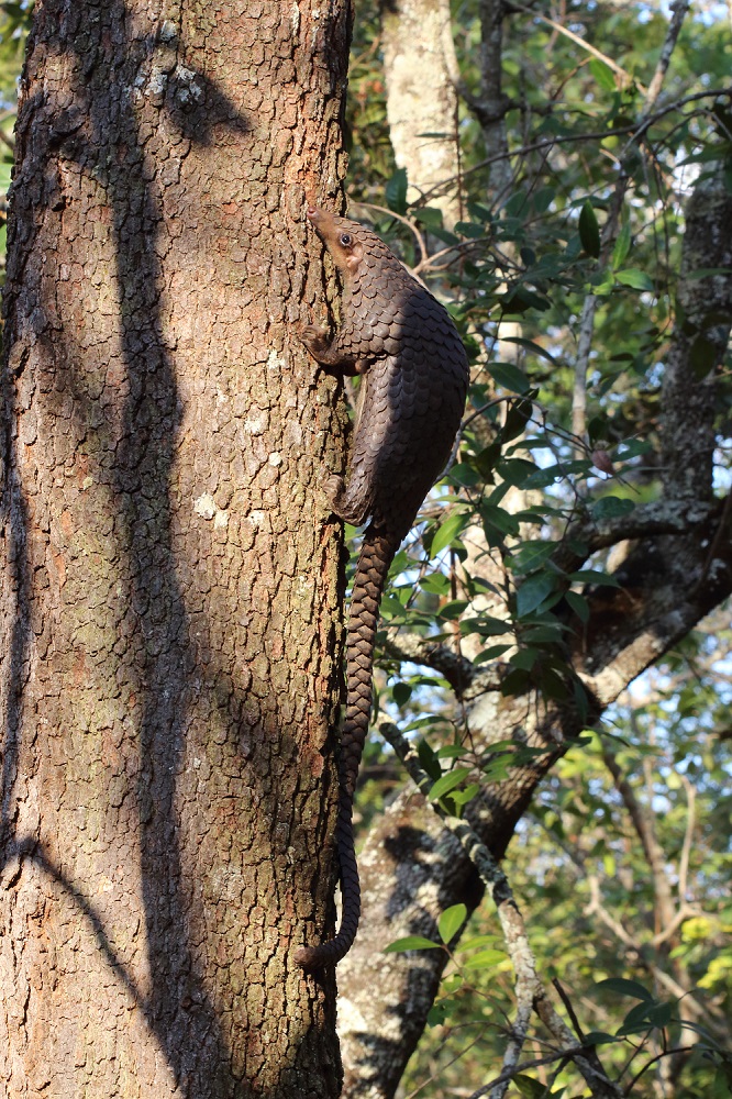 White-bellied pangolin (Phataginus tricuspis)