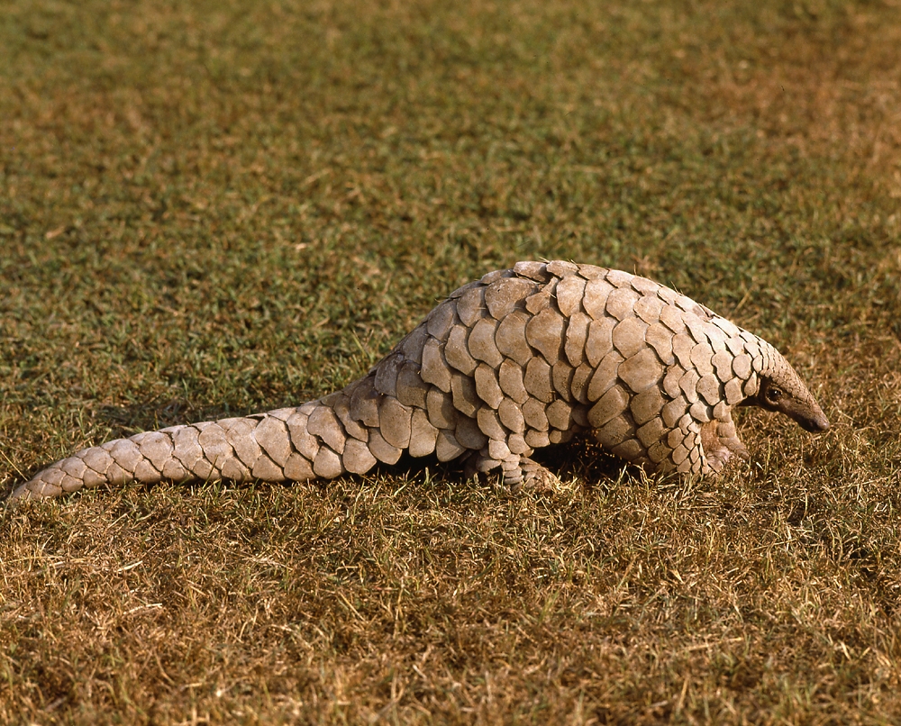 Indian pangolin (Manis crassicaudata)