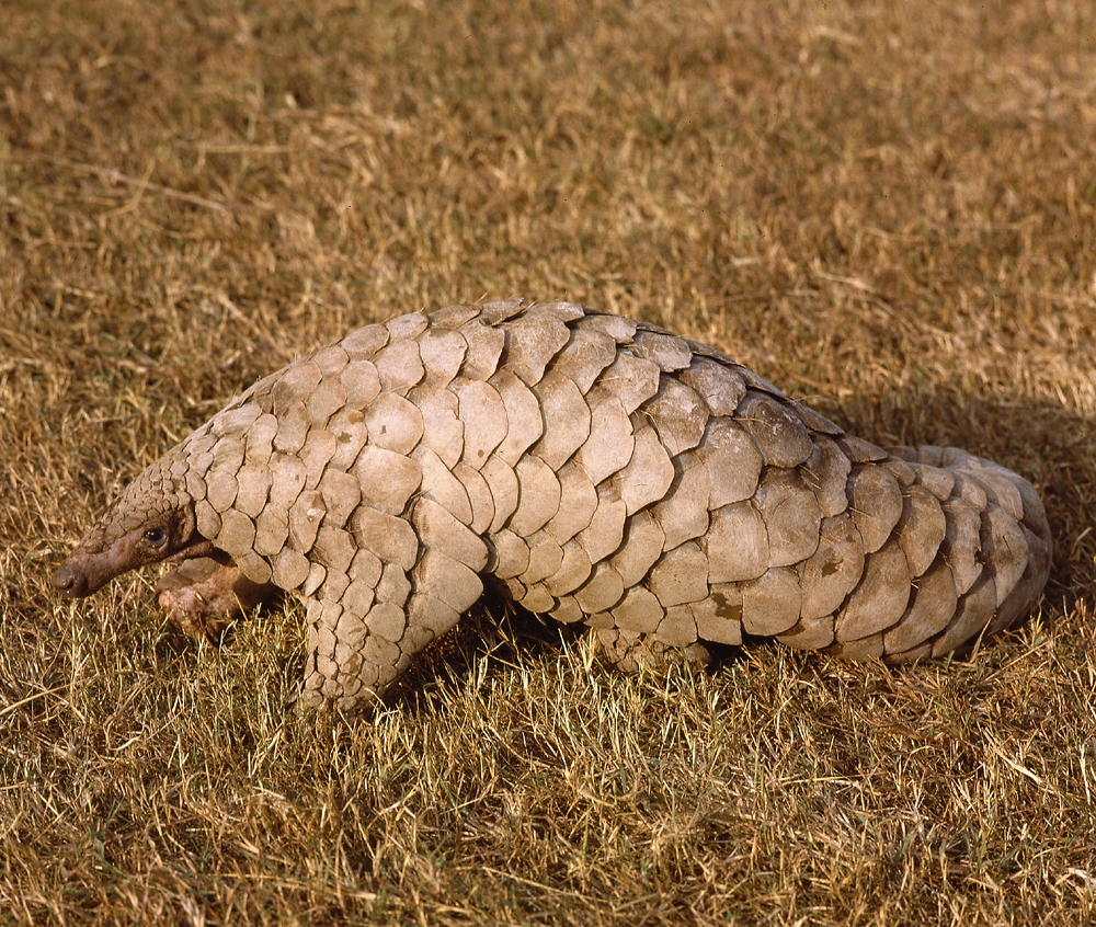 Indian pangolin (Manis crassicaudata)