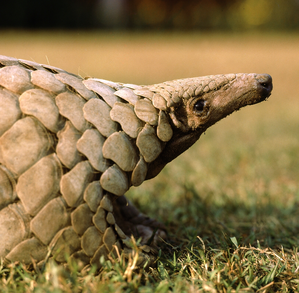 Indian pangolin (Manis crassicaudata)