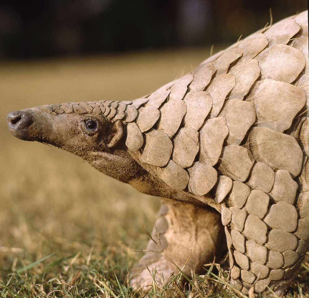 Indian pangolin (Manis crassicaudata)