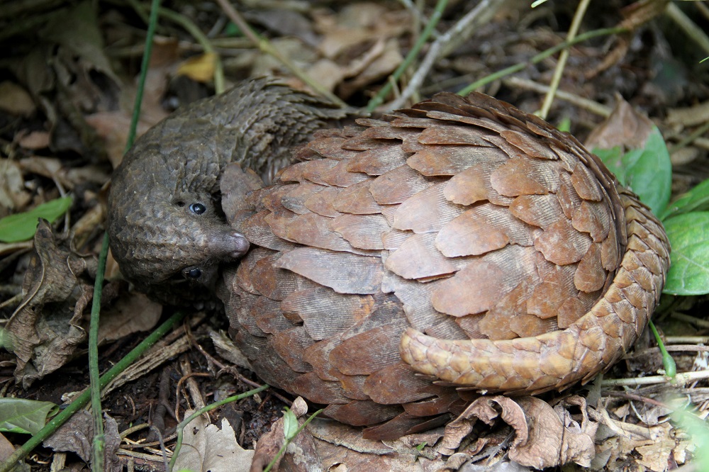 Rolling pangolin conservation in the right direction on World Pangolin Day