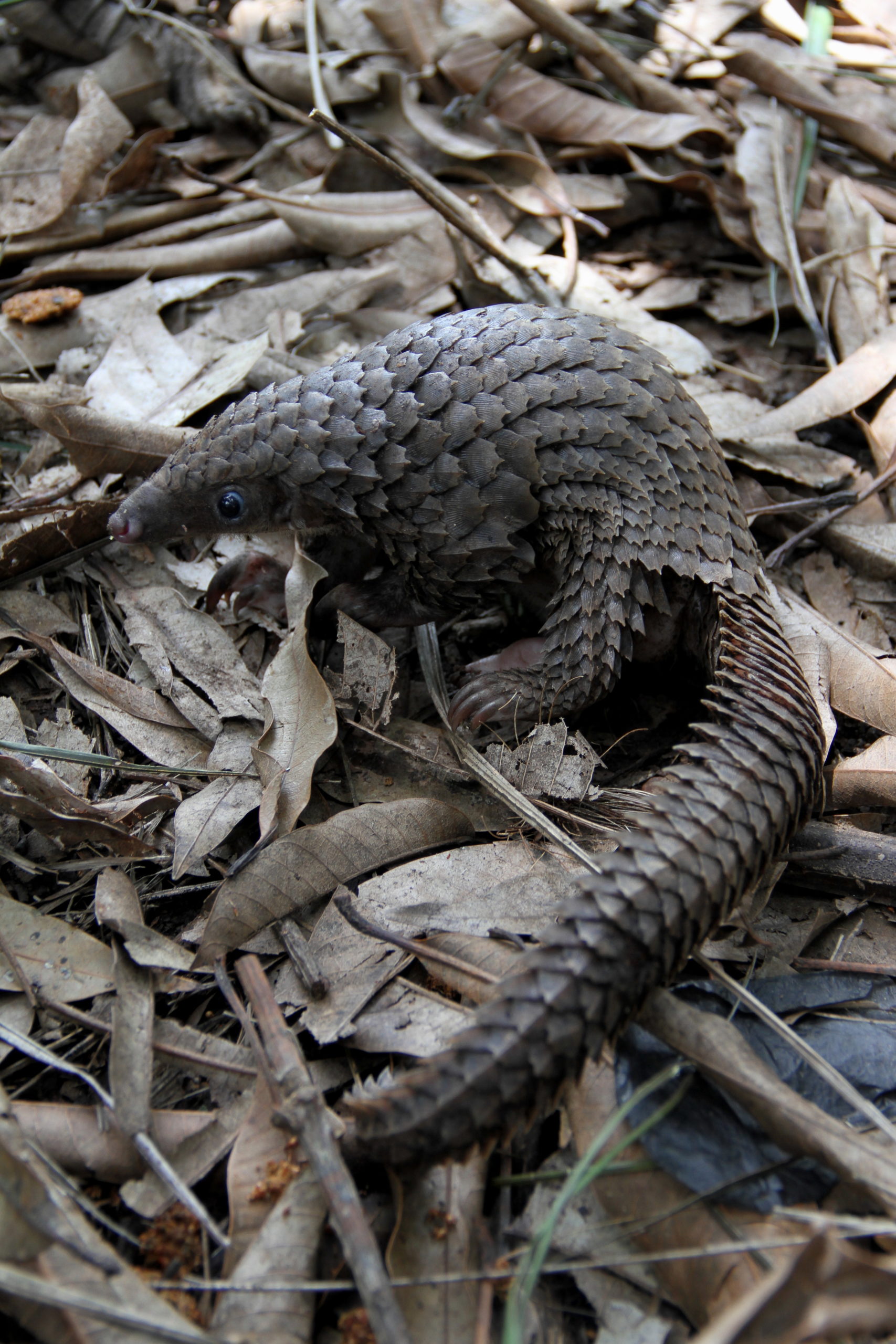 White-bellied pangolin (Phataginus tricuspis)