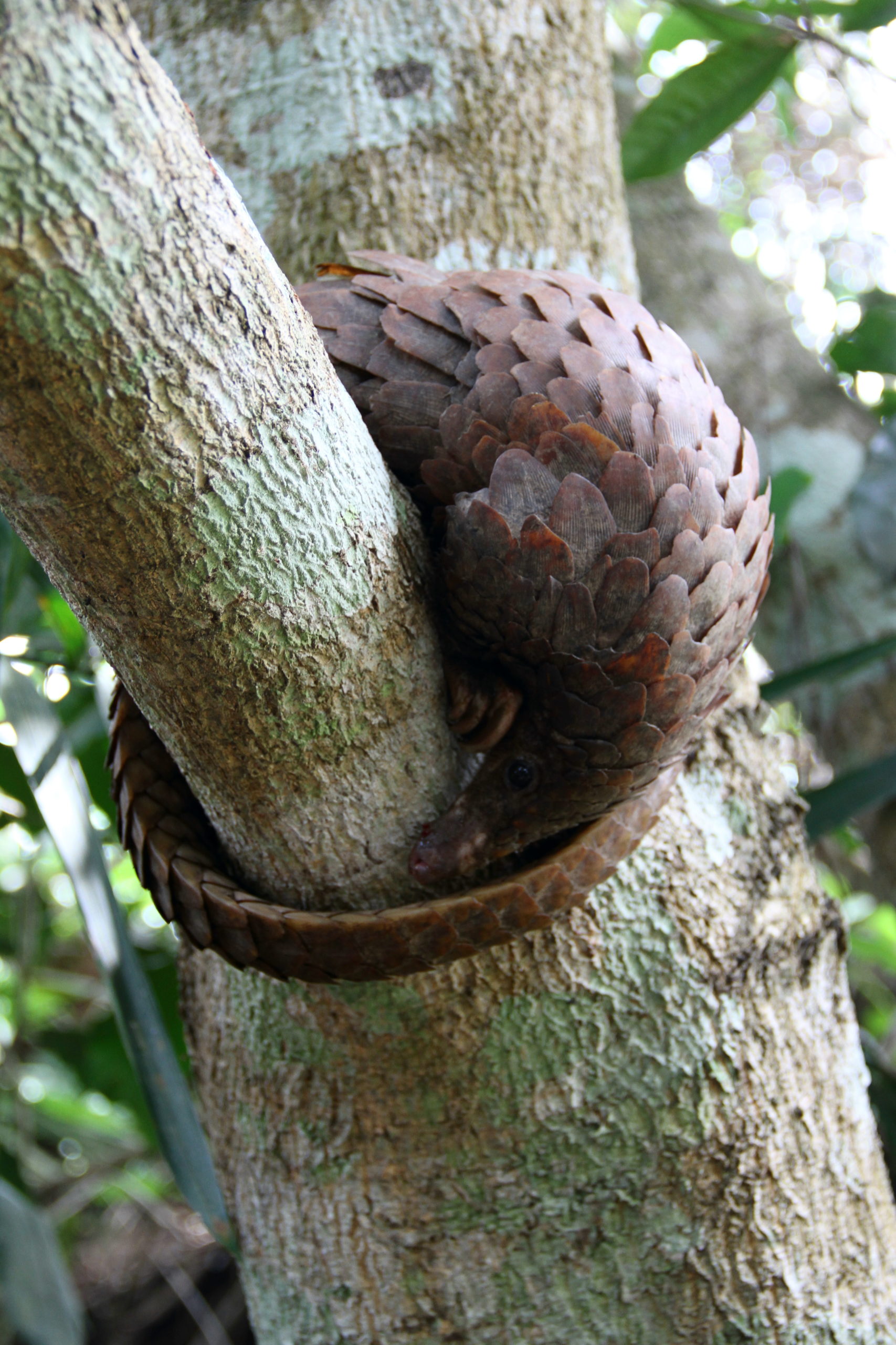 White-bellied pangolin (Phataginus tricuspis)