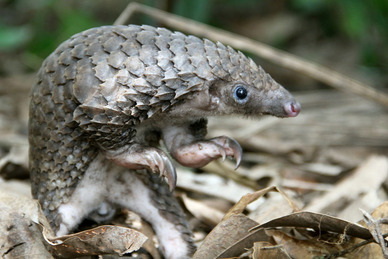 White-bellied pangolin (Phataginus tricuspis)