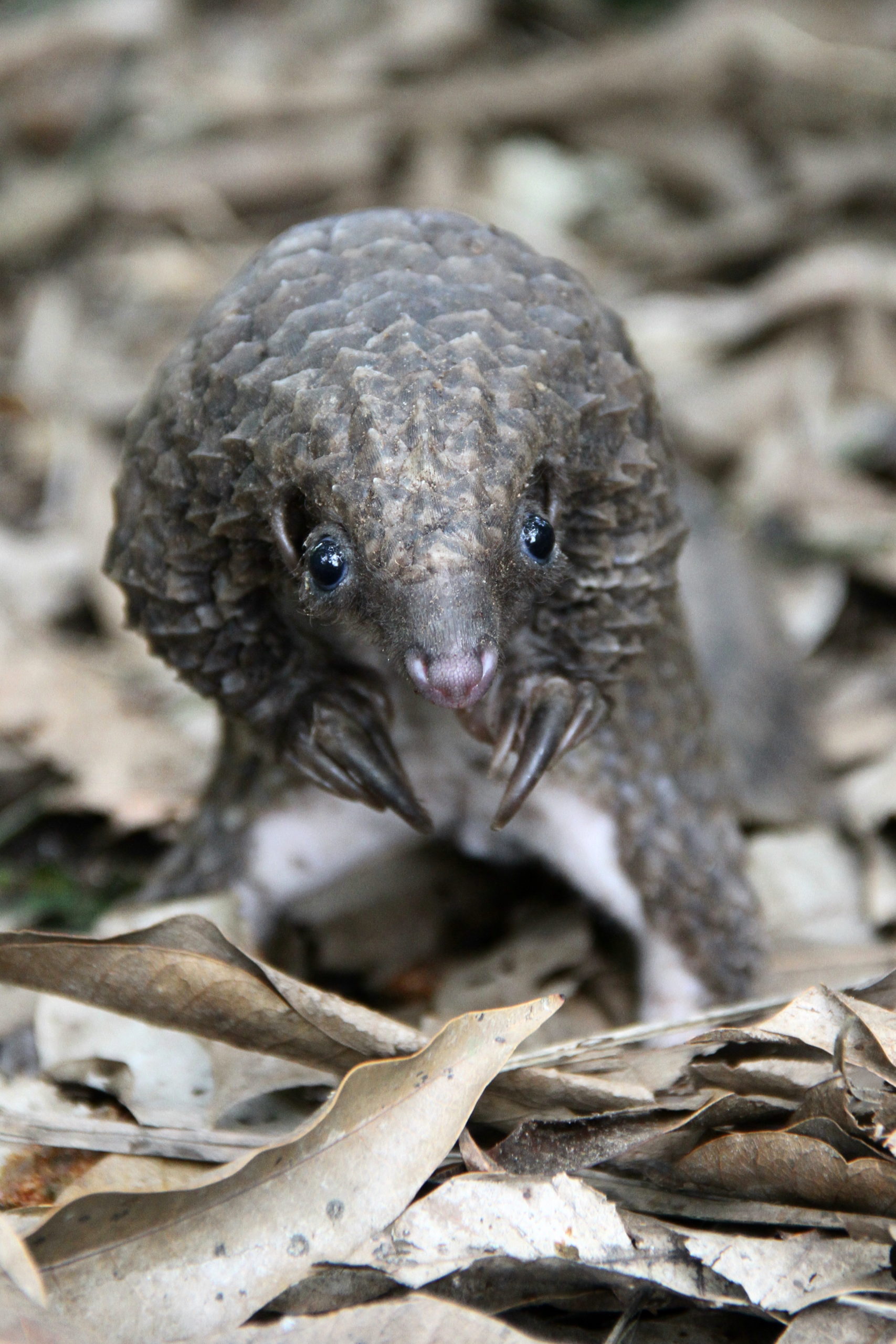 White-bellied pangolin (Phataginus tricuspis)