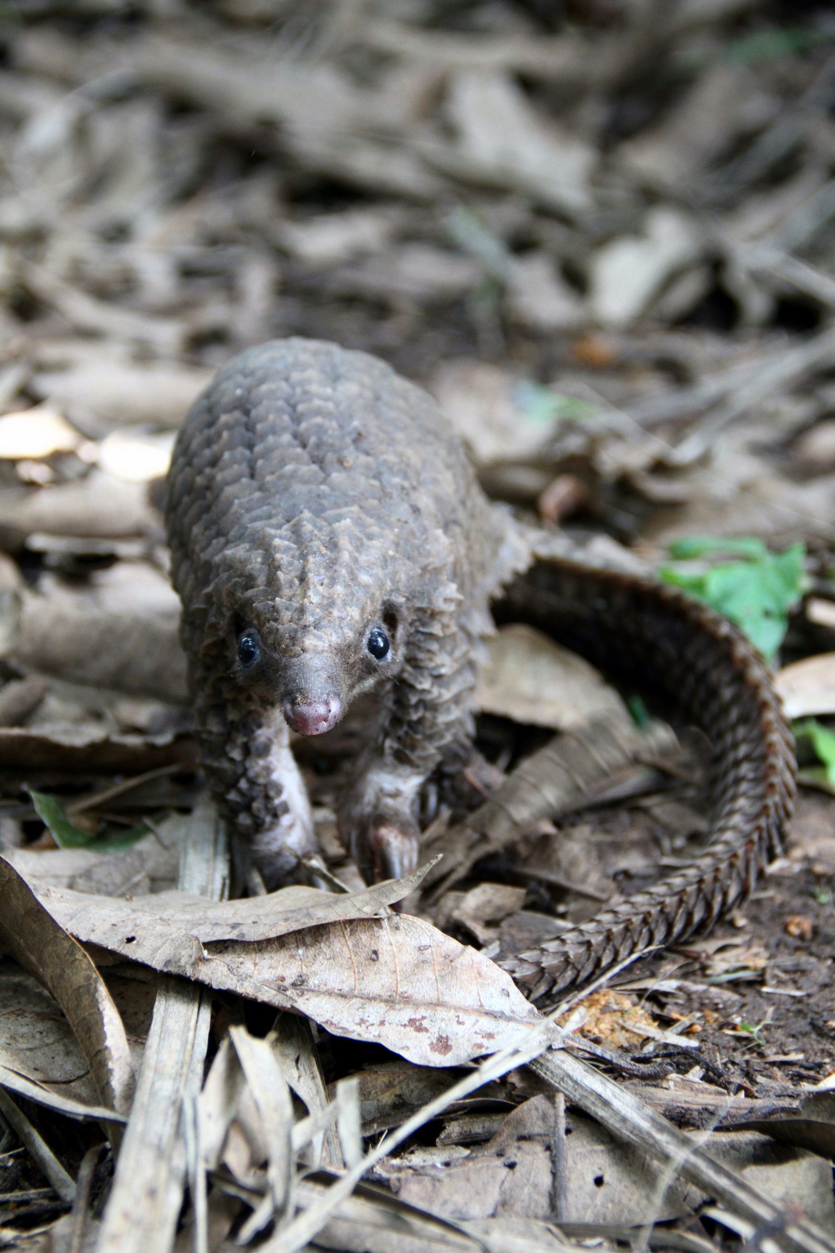 White-bellied pangolin (Phataginus tricuspis)