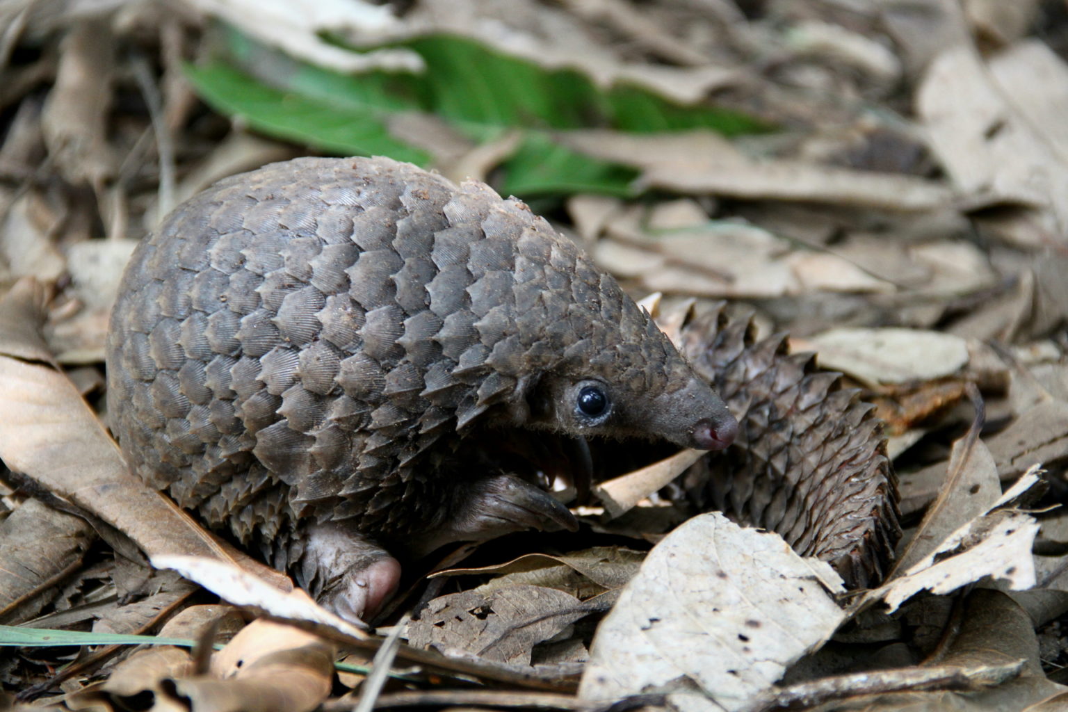 White-bellied pangolin (Phataginus tricuspis)