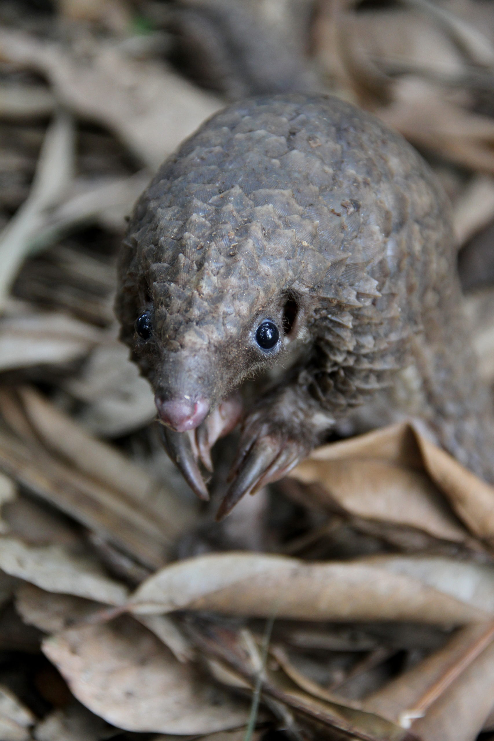 White-bellied pangolin (Phataginus tricuspis)