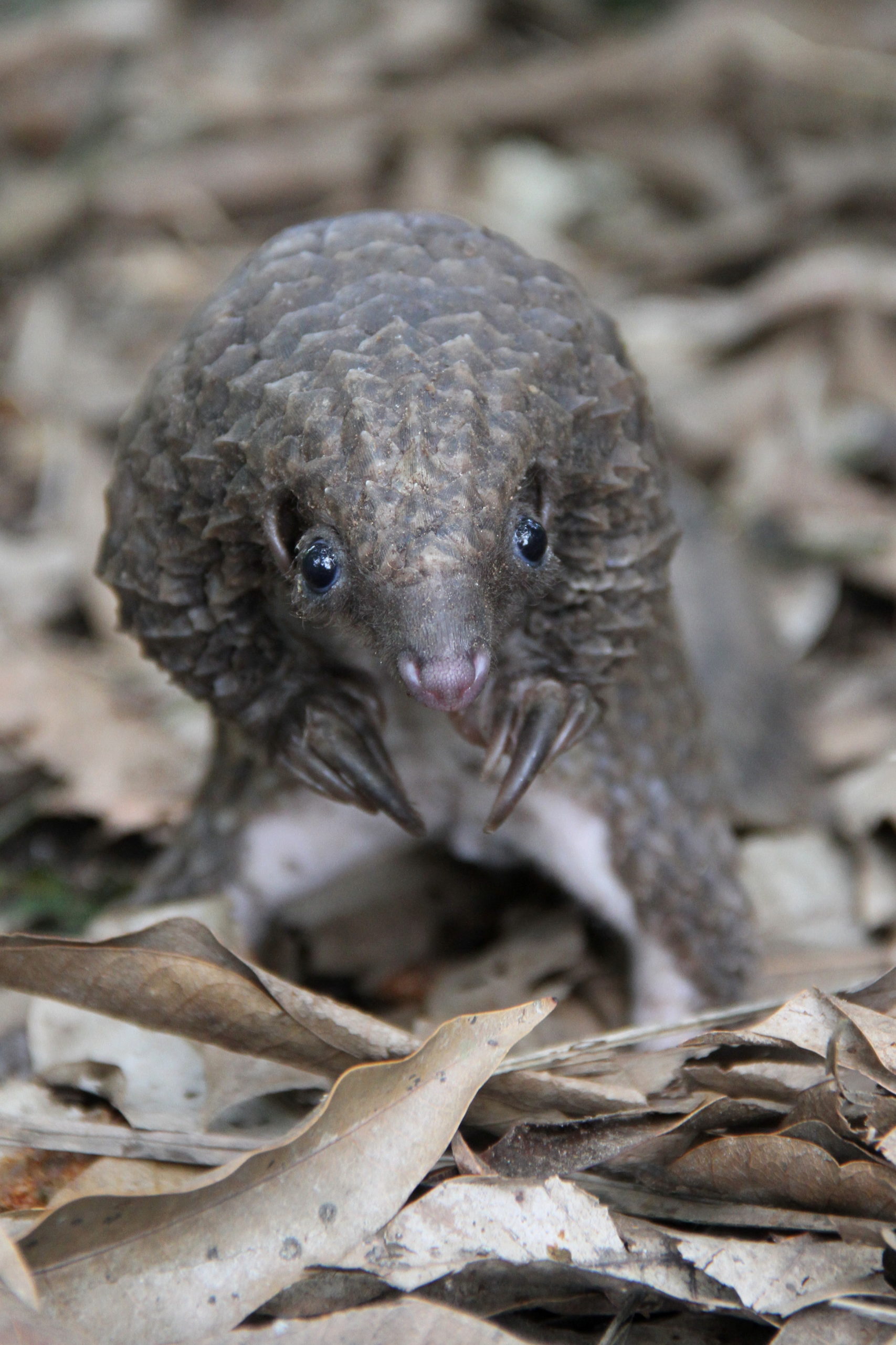 White-bellied pangolin (Phataginus tricuspis)