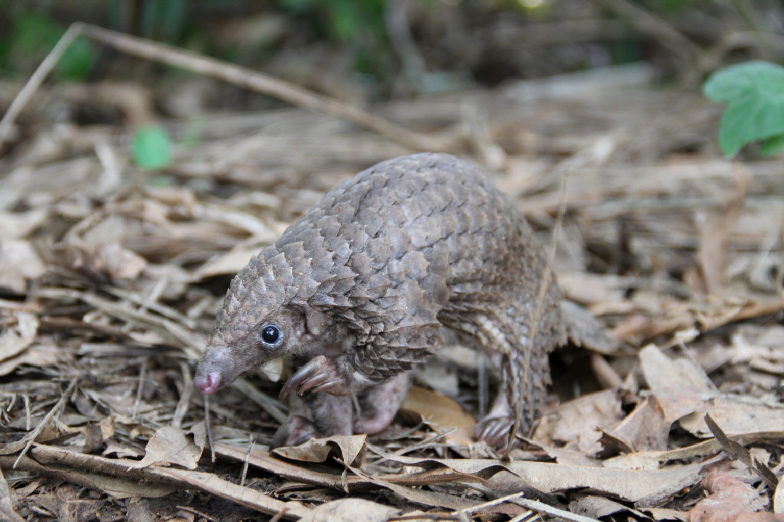 White-bellied pangolin (Phataginus tricuspis)