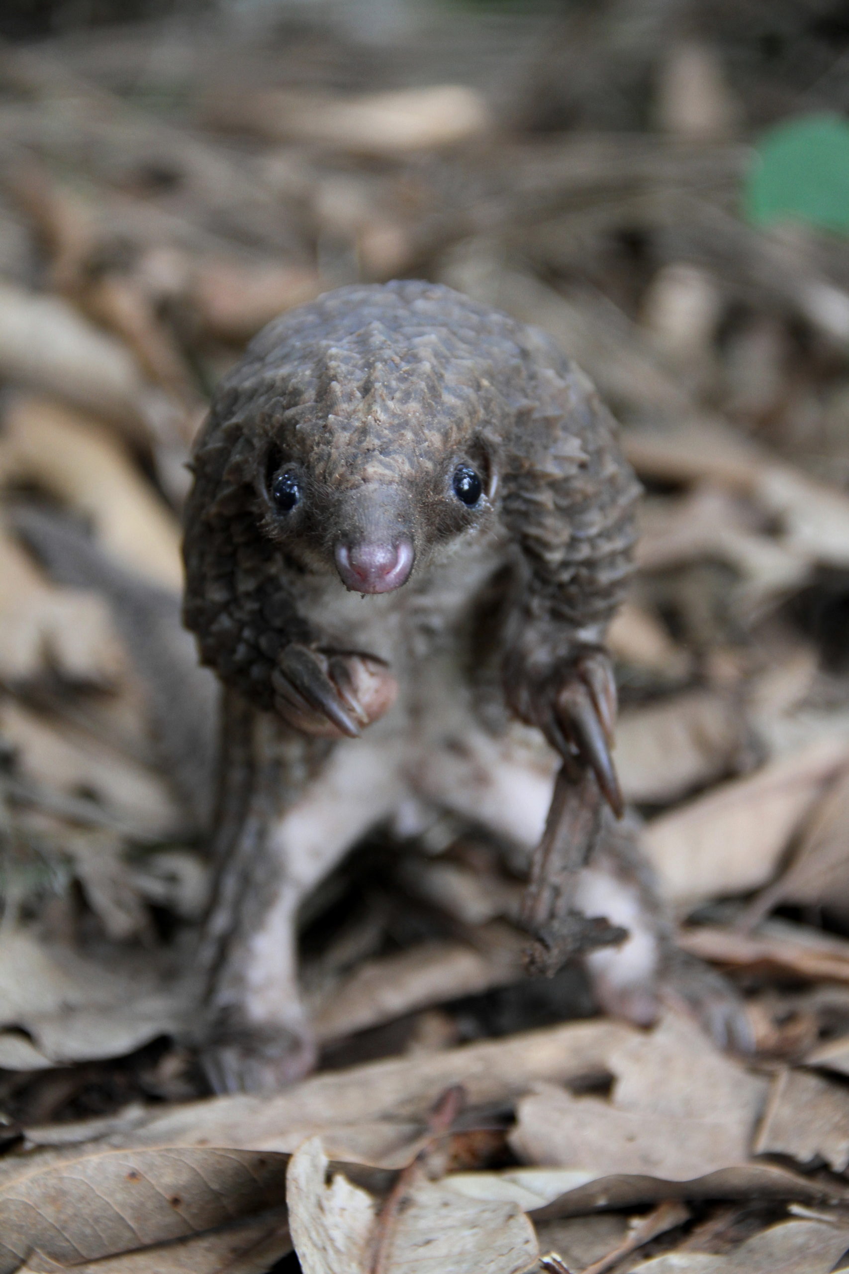 White-bellied pangolin (Phataginus tricuspis)