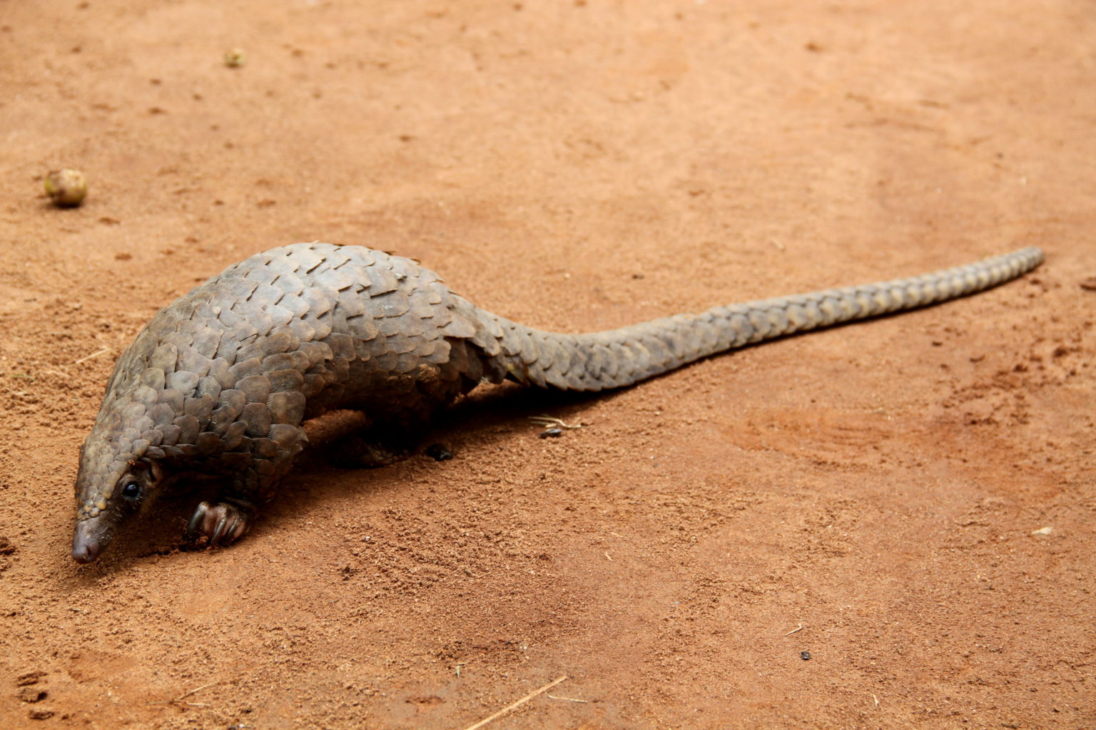 White-bellied pangolin (Phataginus tricuspis)