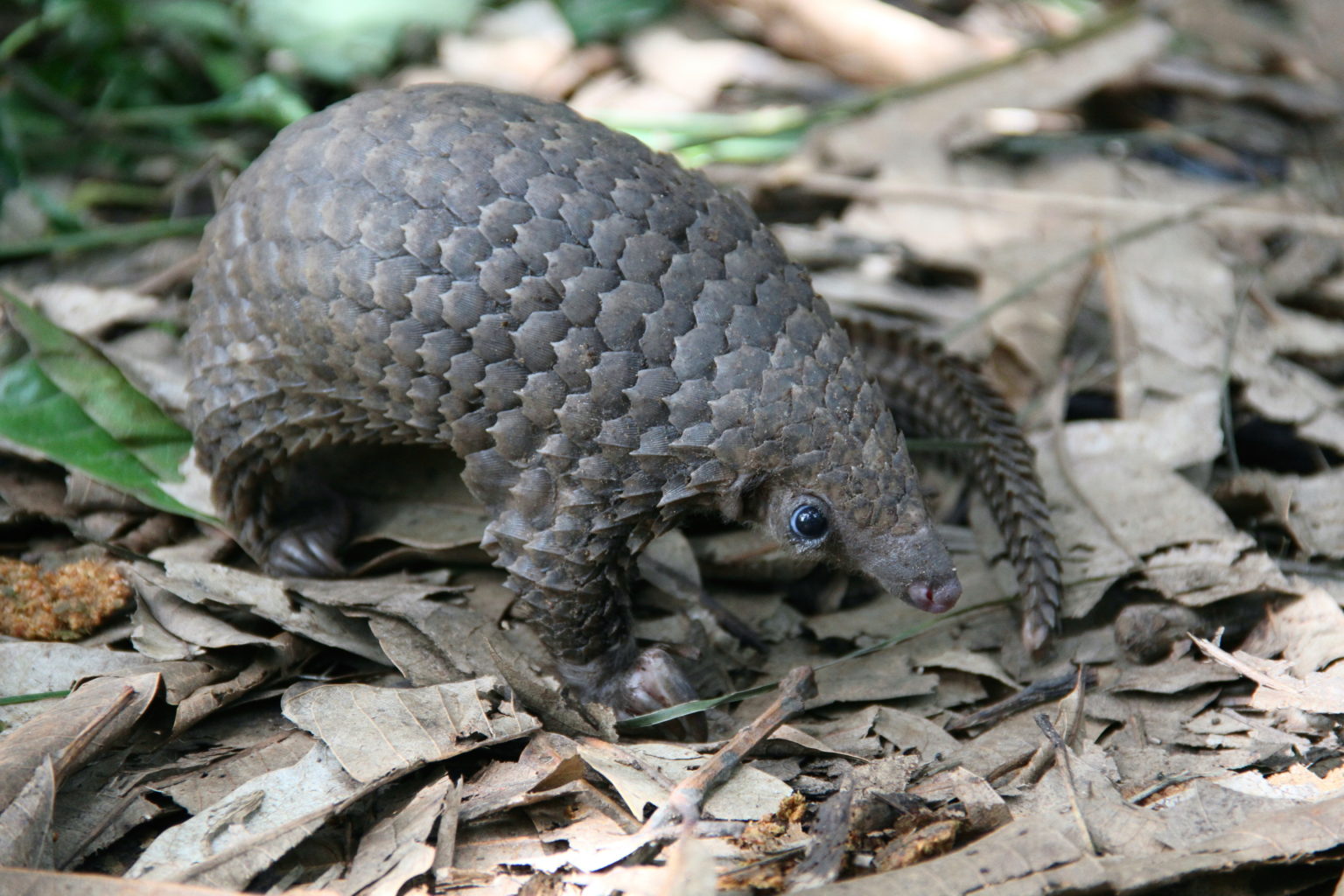 White-bellied pangolin (Phataginus tricuspis)