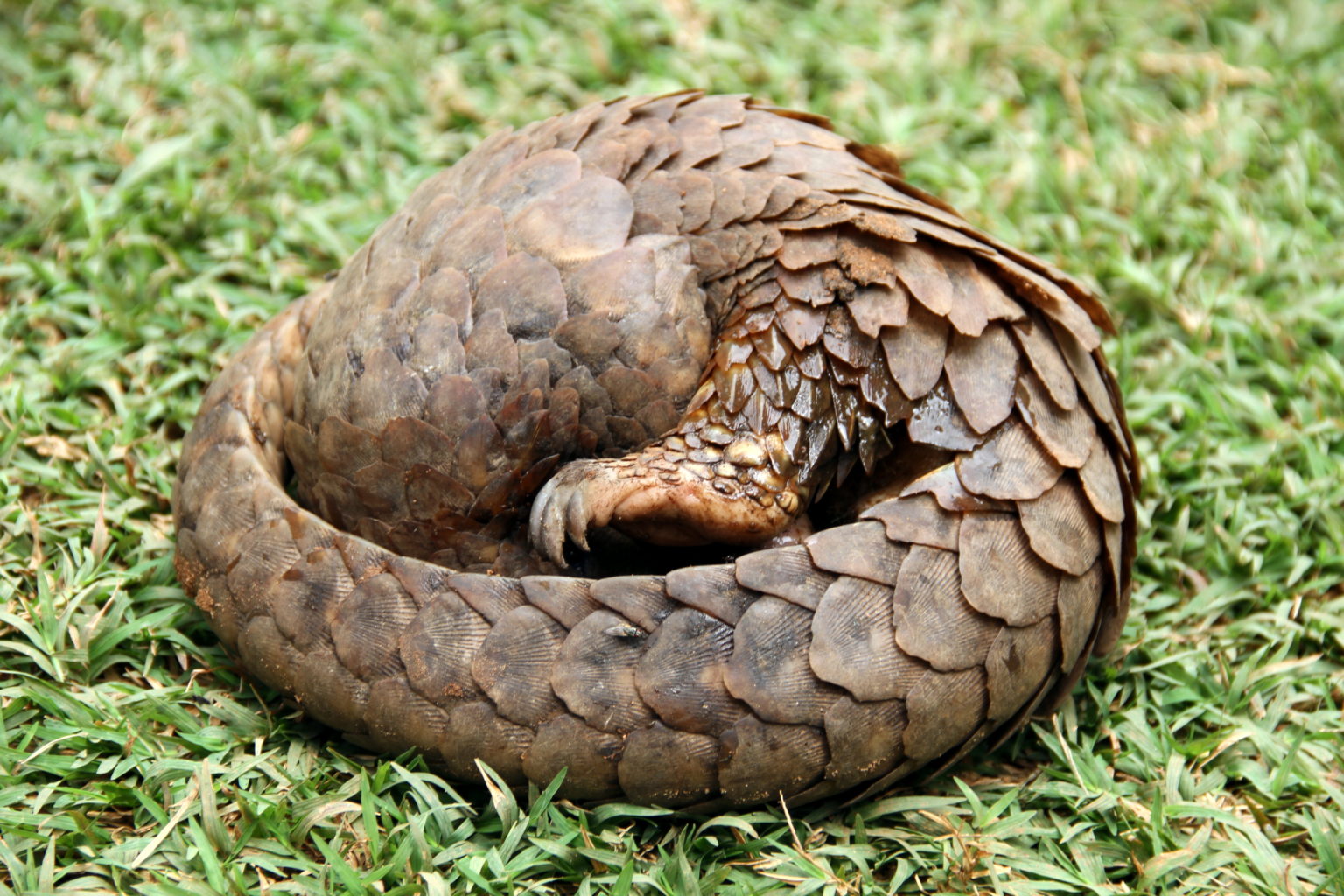 White-bellied pangolin (Phataginus tricuspis)