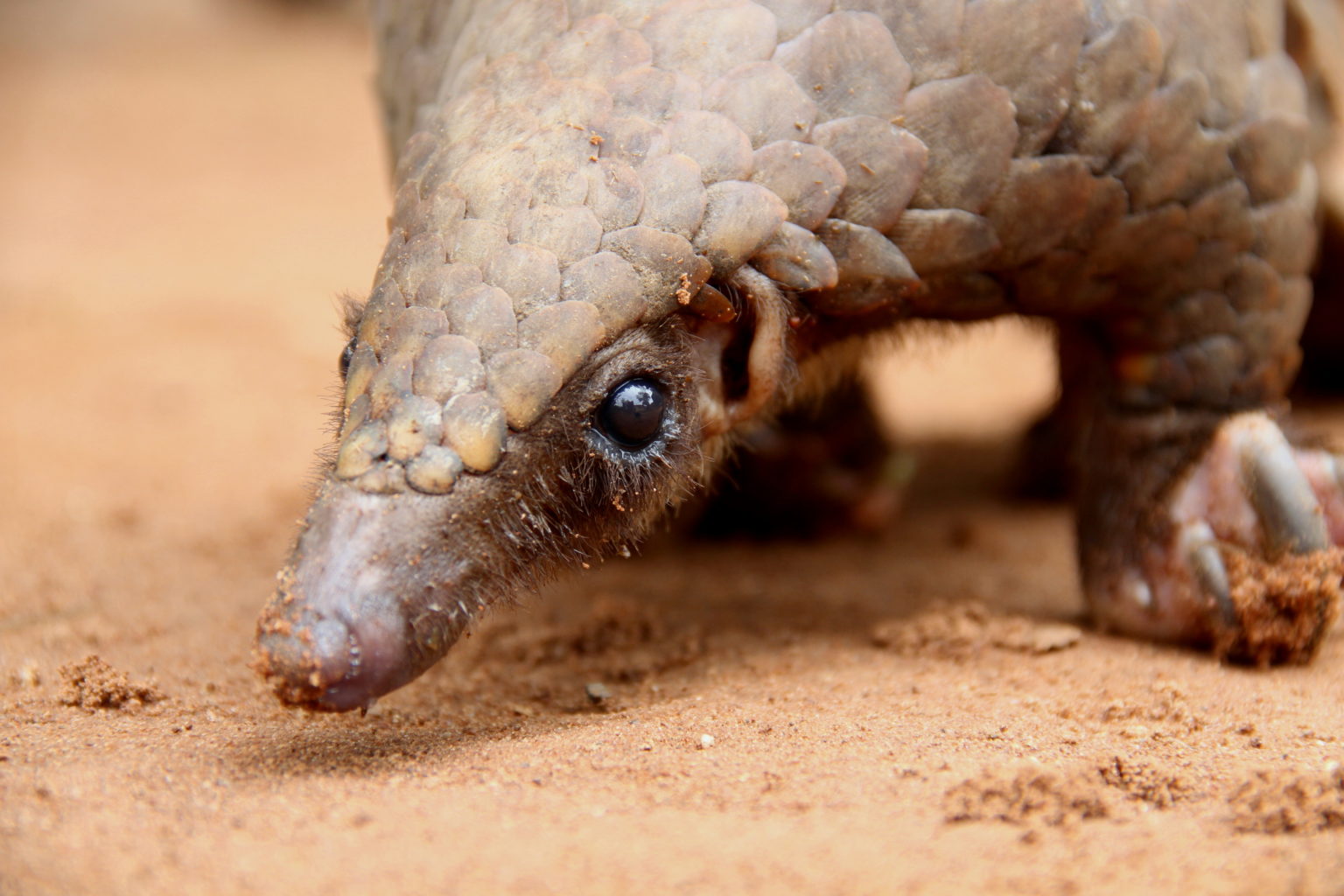 White-bellied pangolin (Phataginus tricuspis)