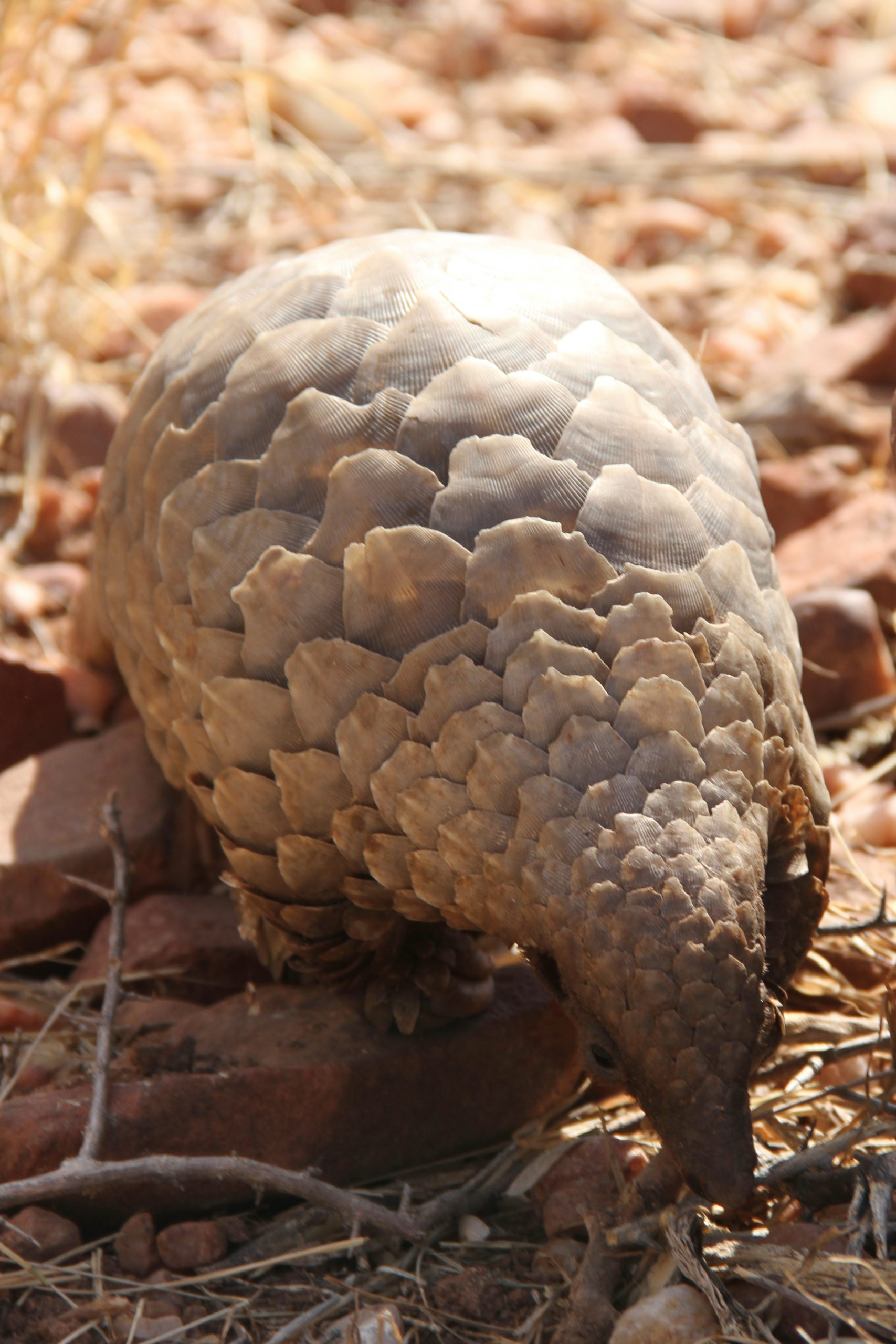 Temminck’s pangolin (Smutsia temminckii)