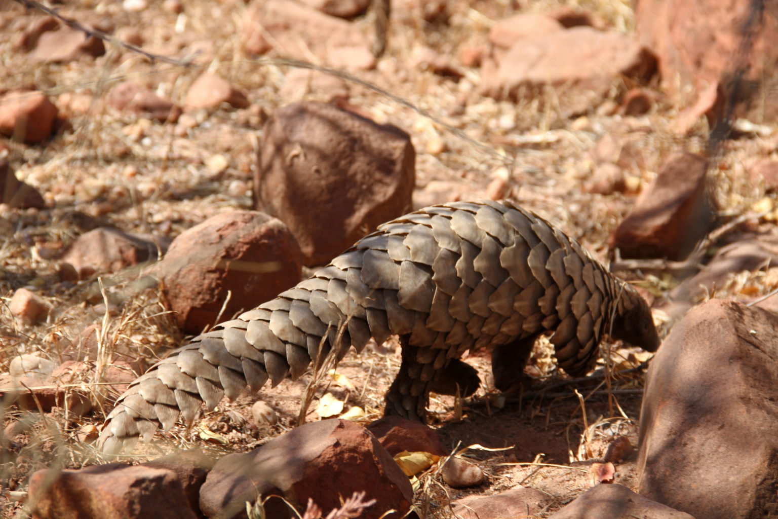 Temminck’s pangolin (Smutsia temminckii)